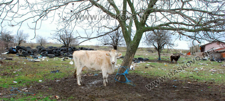 2 акта и предписание за хасковлия за заклани животни и за разчистване на отпадъци
