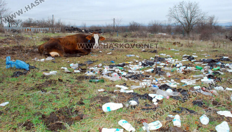 Купища гуми, битови отпадъци и кости в покрайнините на Хасково