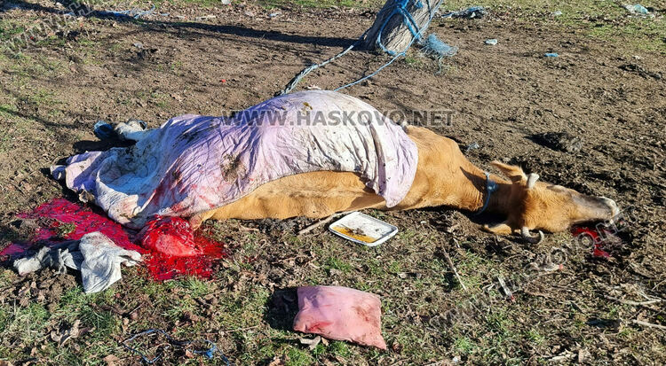 2 акта и предписание за хасковлия за заклани животни и за разчистване на отпадъци