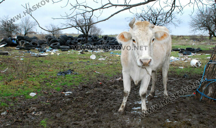 Купища гуми, битови отпадъци и кости в покрайнините на Хасково