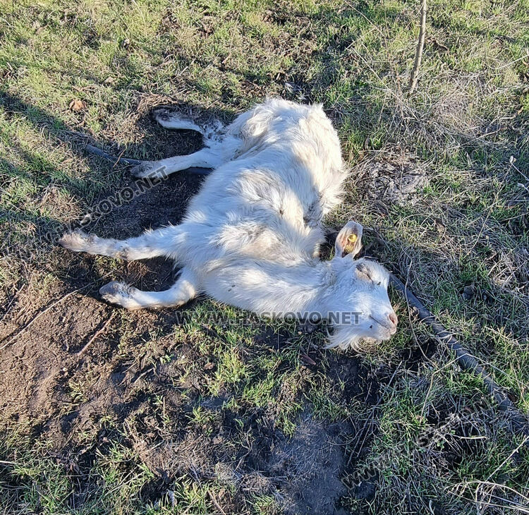 Купища гуми, битови отпадъци и кости в покрайнините на Хасково