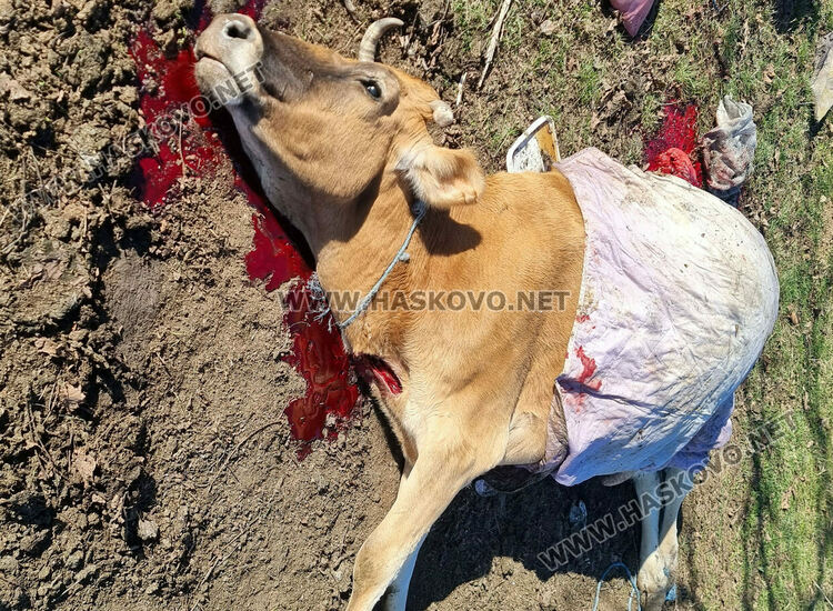 Купища гуми, битови отпадъци и кости в покрайнините на Хасково