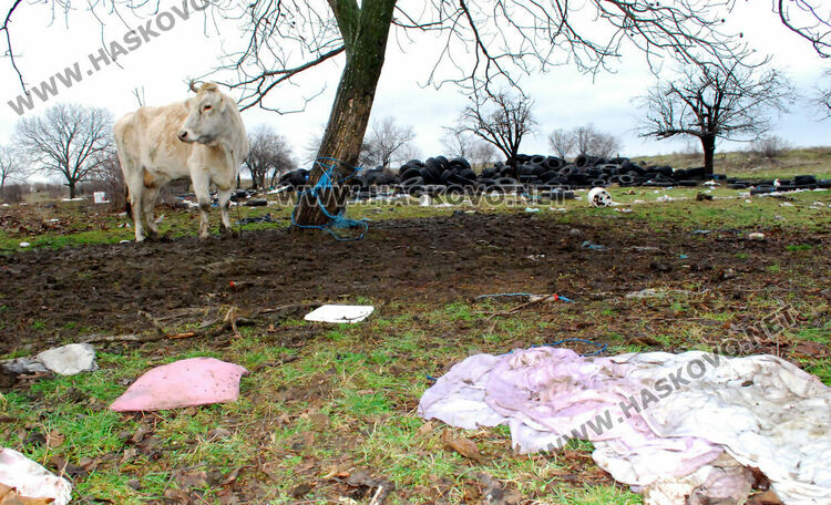 Купища гуми, битови отпадъци и кости в покрайнините на Хасково