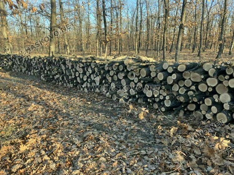 РДГ: Законна е сечта в гората край Долно Сираково, има позволително