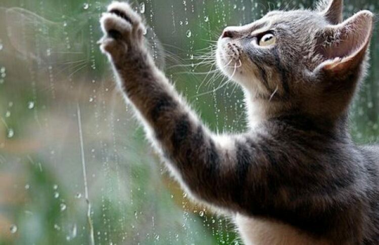 Студено и дъждовно в събота