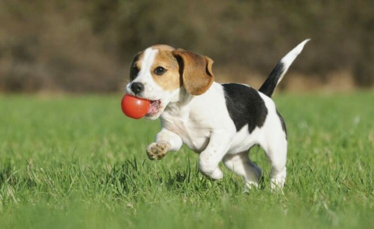 316 кучета са регистрирани в Община Кърджали,2 от началото на годината