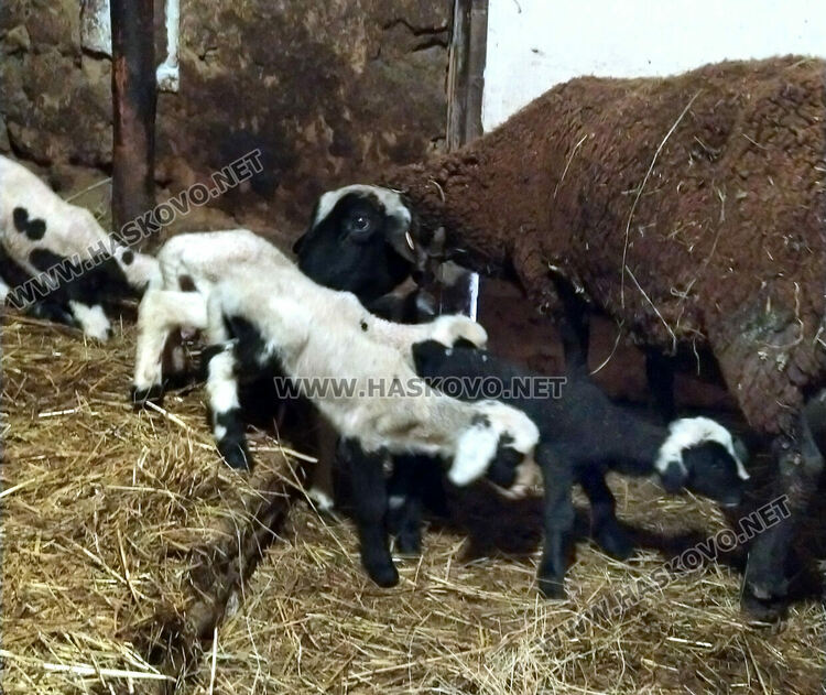 Животновъд: Овца роди четиризнаци в Хасковско  