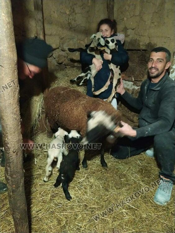 Животновъд: Овца роди четиризнаци в Хасковско  