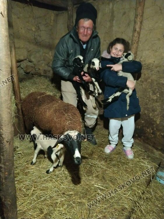 Животновъд: Овца роди четиризнаци в Хасковско  