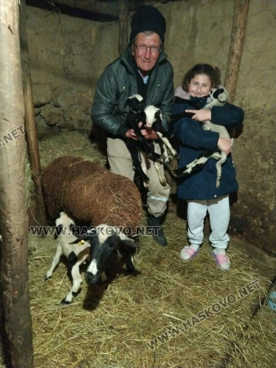 Животновъд: Овца роди четиризнаци в Хасковско  