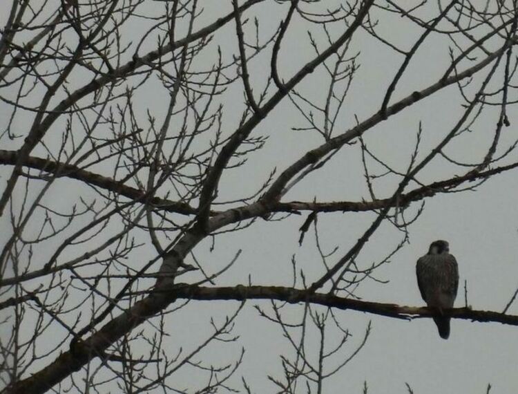 Сокол скинтник