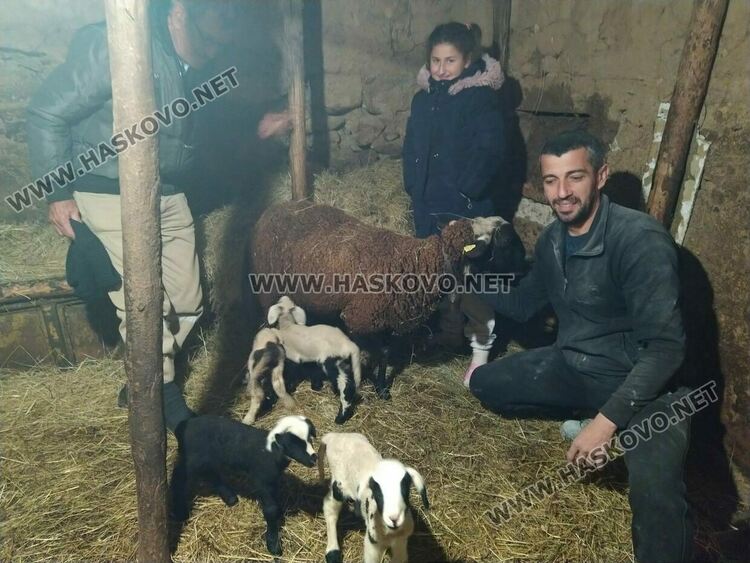 Животновъд: Овца роди четиризнаци в Хасковско  