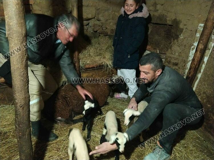 Животновъд: Овца роди четиризнаци в Хасковско  