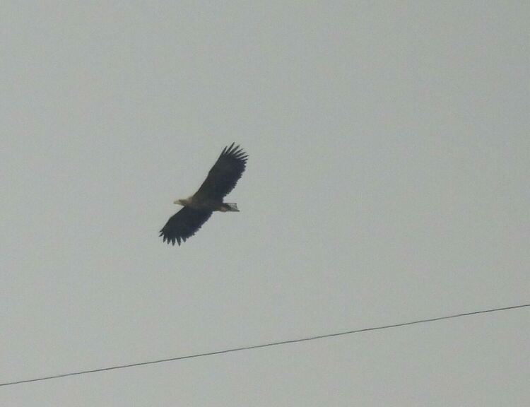 Морски орел