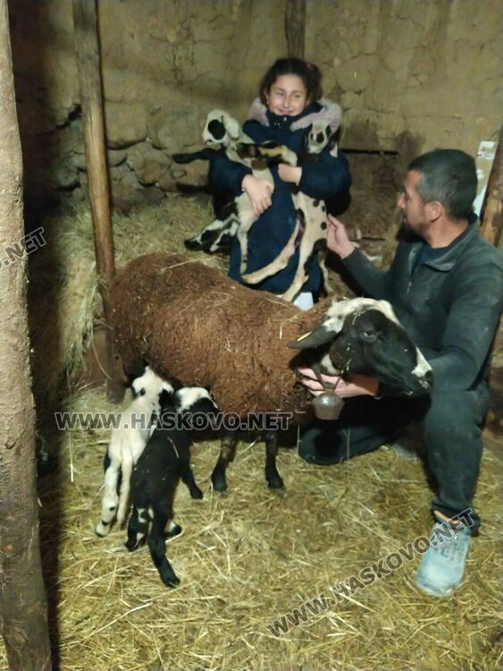 Животновъд: Овца роди четиризнаци в Хасковско  