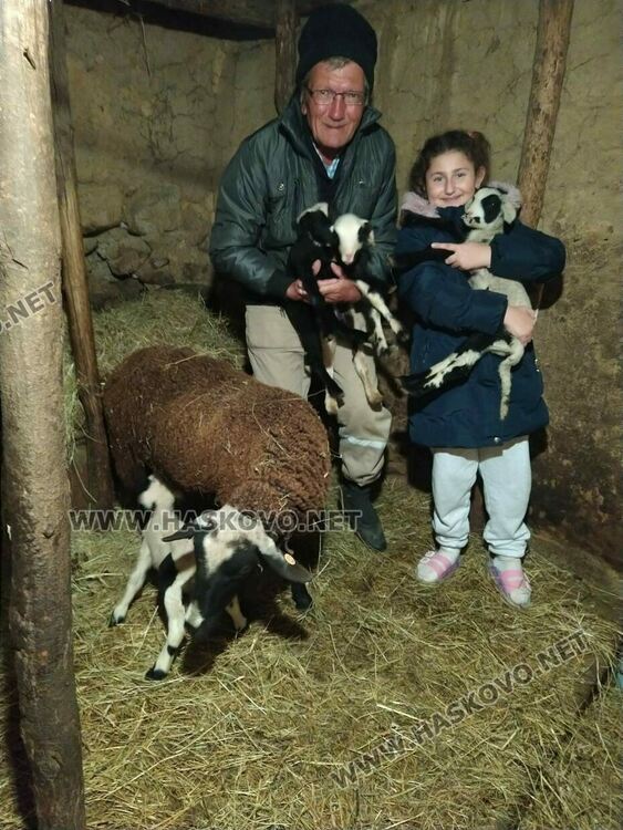 Животновъд: Овца роди четиризнаци в Хасковско  