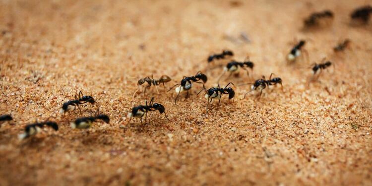 Мравките няма да успеят да се адаптират към повишените температури, предупреждават учени