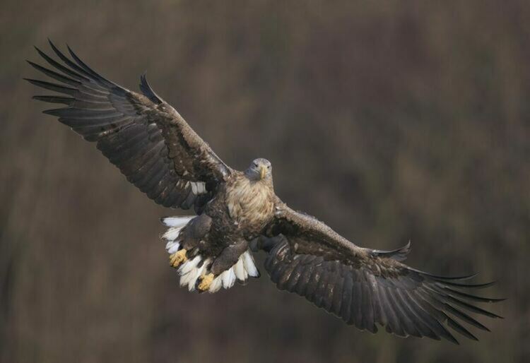 Втора двойка морски орли загнезди в Първомайско