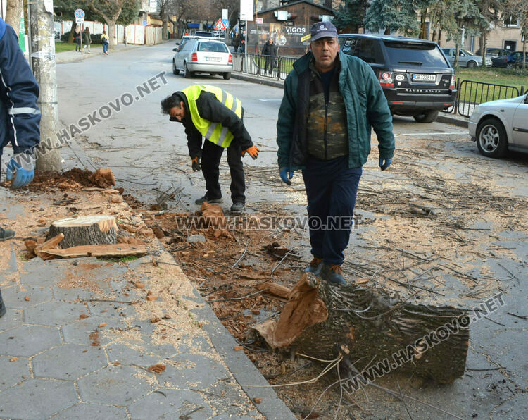 Силният вятър пречупи дърво и клони в Хасково