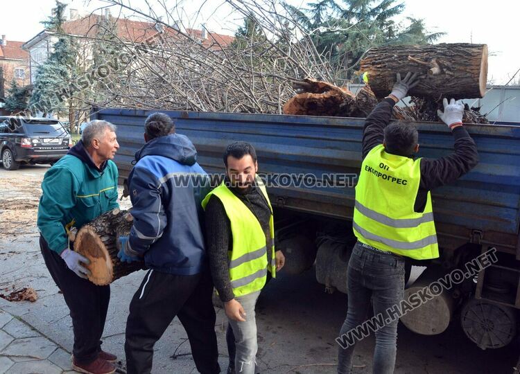 Силният вятър пречупи дърво и клони в Хасково