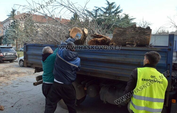 Силният вятър пречупи дърво и клони в Хасково