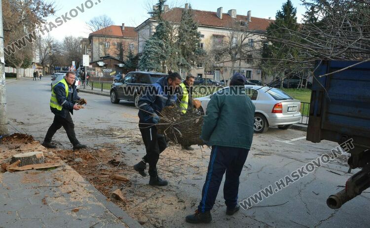 Силният вятър пречупи дърво и клони в Хасково
