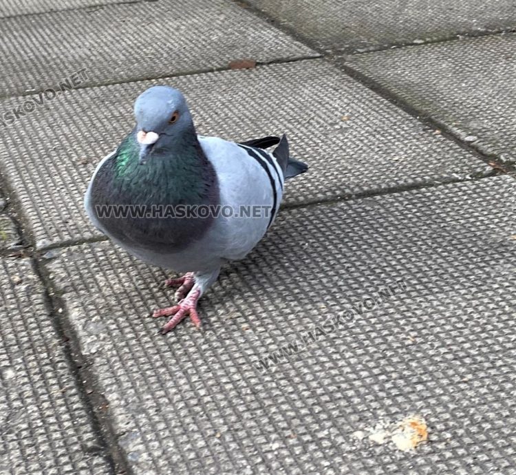 Новата седмица започва с предимно облачно време