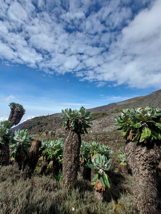 Първомайско момиче пя българския химн на 5895 м н.м.в.