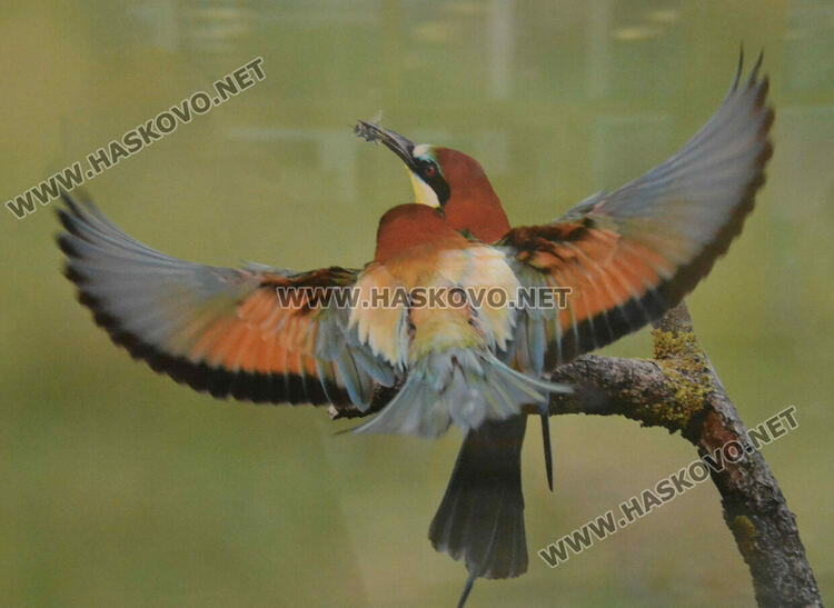 Полският посланик у нас представи своя поглед към пернатия свят на България