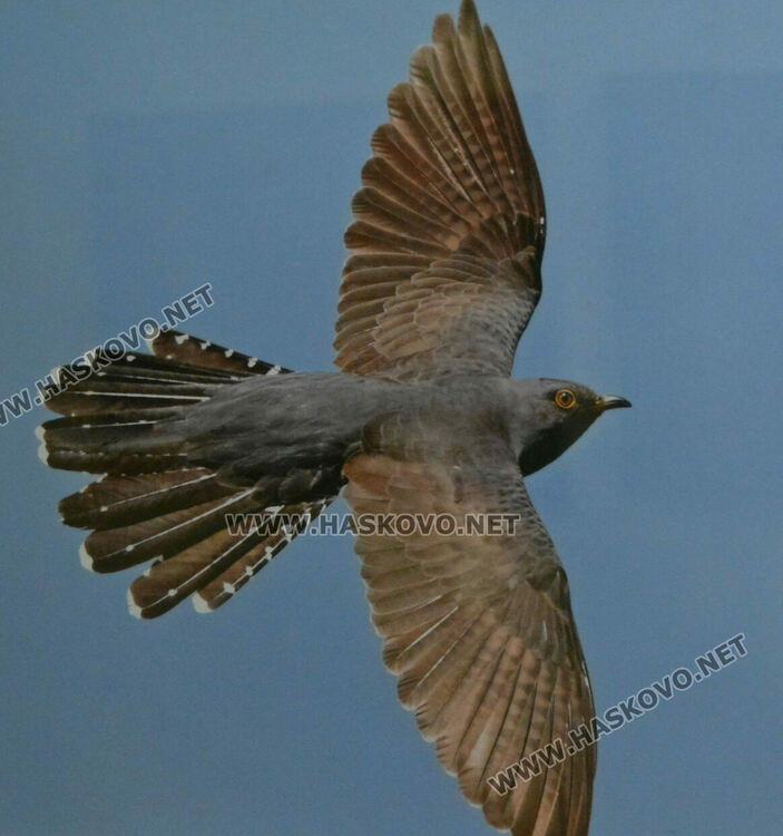 Полският посланик у нас представи своя поглед към пернатия свят на България