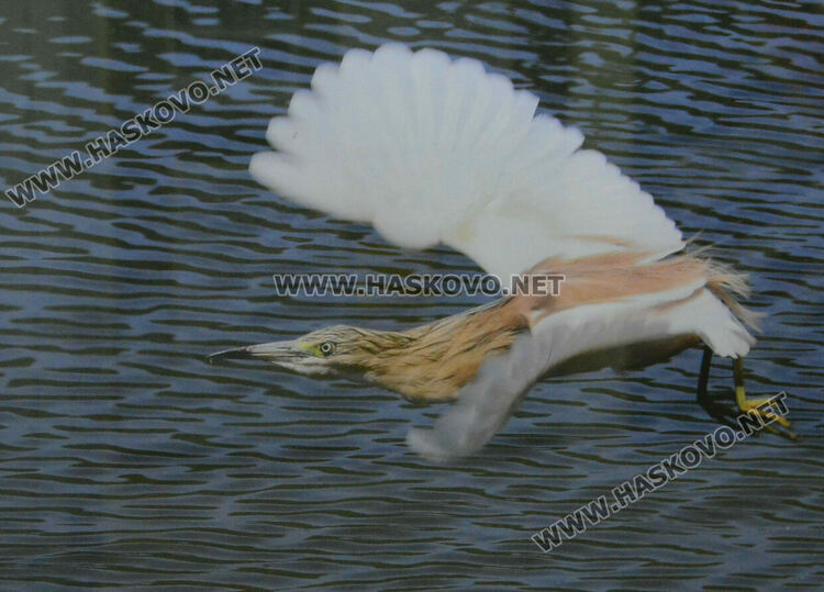 Полският посланик у нас представи своя поглед към пернатия свят на България