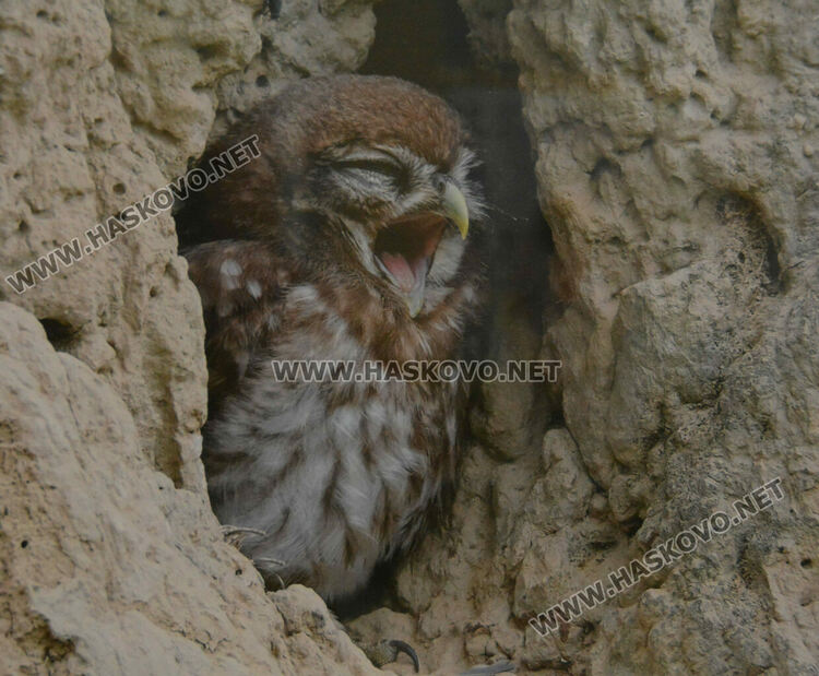 Полският посланик у нас представи своя поглед към пернатия свят на България