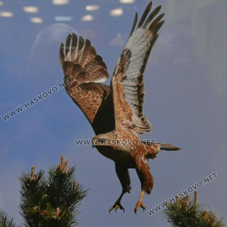 Полският посланик у нас представи своя поглед към пернатия свят на България