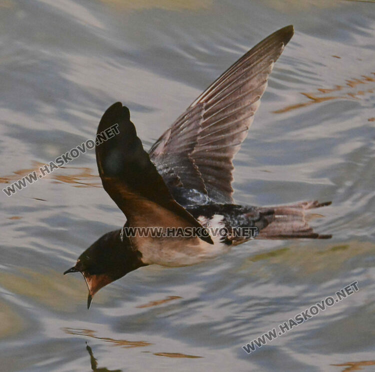 Полският посланик у нас представи своя поглед към пернатия свят на България