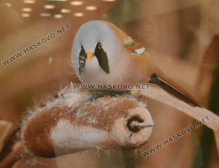 Полският посланик у нас представи своя поглед към пернатия свят на България