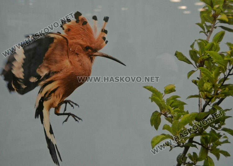 Полският посланик у нас представи своя поглед към пернатия свят на България