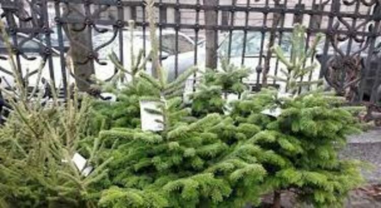 Над 3 600 коледни елхи продадоха горските стопанства от ЮЦДП