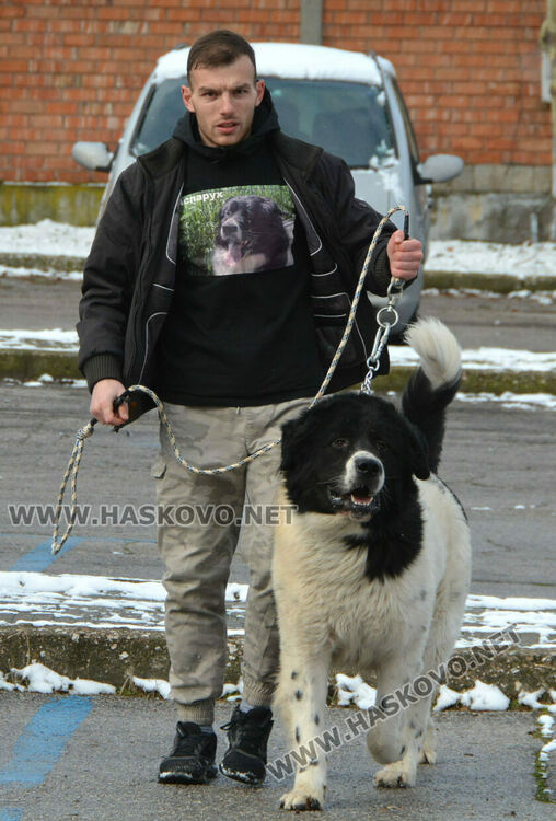 Учредиха „Киноложко сдружение Аида-Хасково“, подготвят изложба на Българско овчарско куче