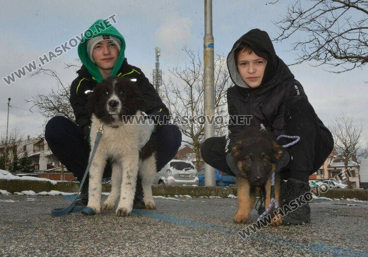Учредиха „Киноложко сдружение Аида-Хасково“, подготвят изложба на Българско овчарско куче