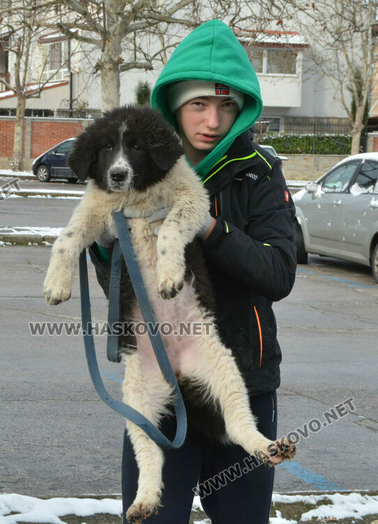Учредиха „Киноложко сдружение Аида-Хасково“, подготвят изложба на Българско овчарско куче