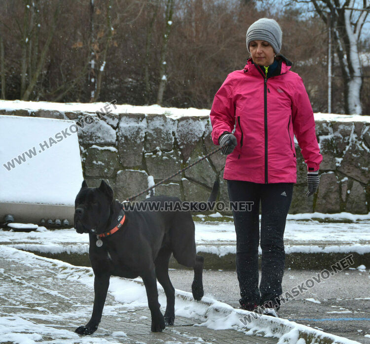 Учредиха „Киноложко сдружение Аида-Хасково“, подготвят изложба на Българско овчарско куче