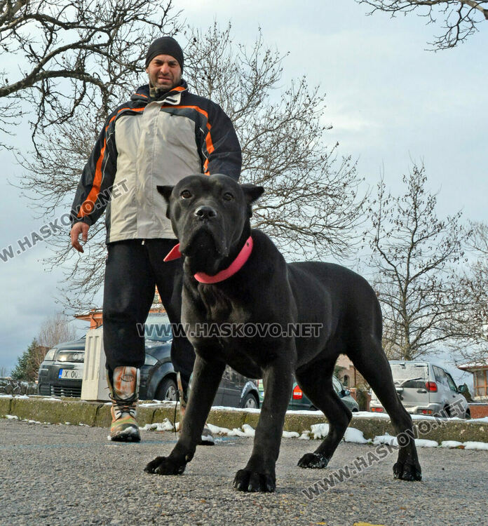 Учредиха „Киноложко сдружение Аида-Хасково“, подготвят изложба на Българско овчарско куче