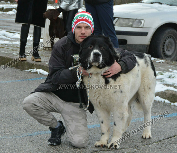 Учредиха „Киноложко сдружение Аида-Хасково“, подготвят изложба на Българско овчарско куче