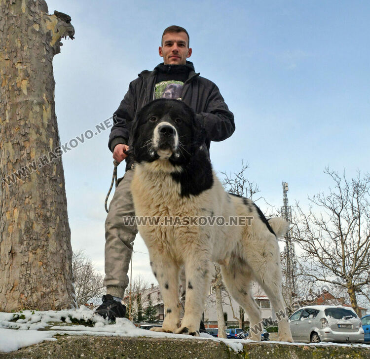 Учредиха „Киноложко сдружение Аида-Хасково“, подготвят изложба на Българско овчарско куче