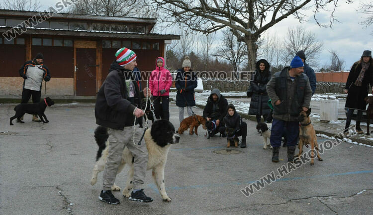 Учредиха „Киноложко сдружение Аида-Хасково“, подготвят изложба на Българско овчарско куче