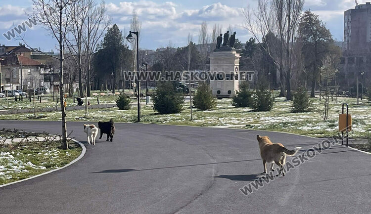 бездомни кучета