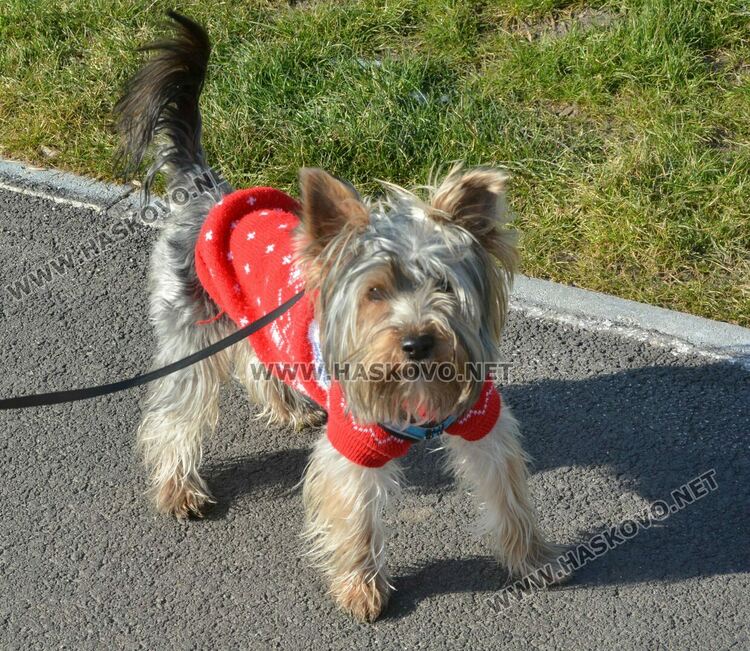 Читателка: Почиствайте след кучетата си в парка над ДНА, той е и за деца