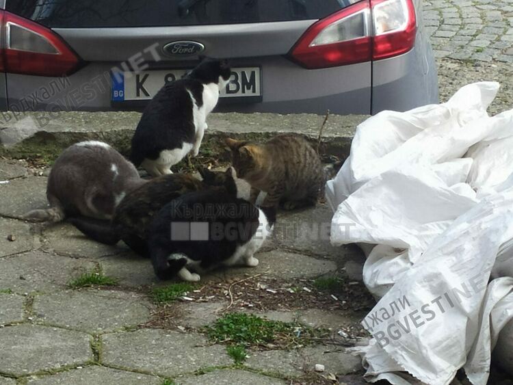   Докато чакат приют за бездомни животни, кържалийци им правят къщички за подслон