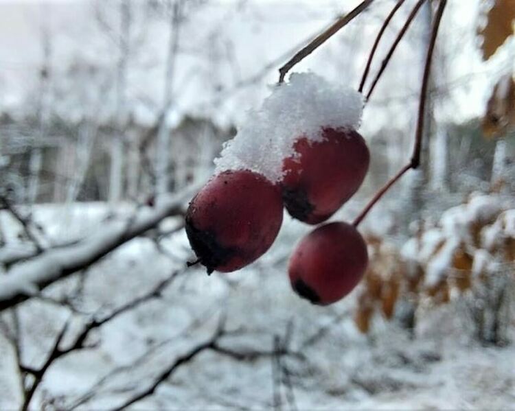 Леден понеделник
