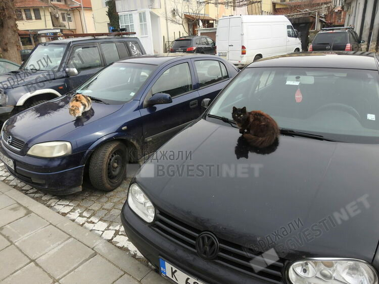   Докато чакат приют за бездомни животни, кържалийци им правят къщички за подслон